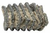 Partial Southern Mammoth Molar - Hungary #235254-4